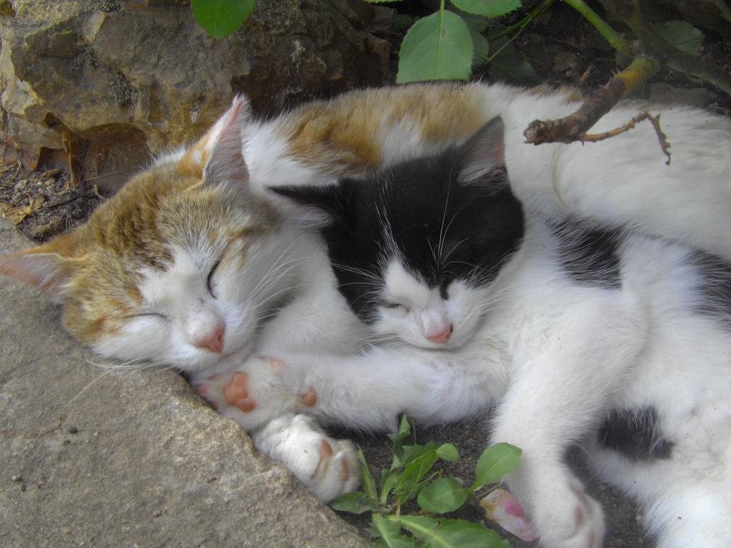 Iguerande Fenetre Sur Loire Bed & Breakfast エクステリア 写真