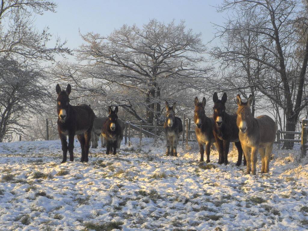 Iguerande Fenetre Sur Loire Bed & Breakfast エクステリア 写真