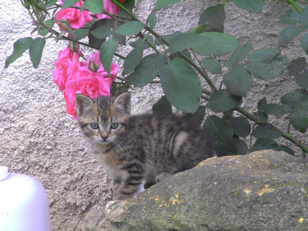 Iguerande Fenetre Sur Loire Bed & Breakfast エクステリア 写真